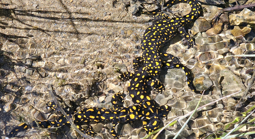Siirt’in Şirvan ilçesindeki Bacavan Yaylası'nda, Anadolu semenderlerine ait bir grup