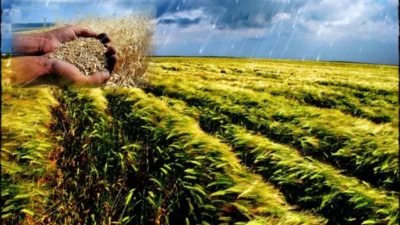 Siirt’te son günlerde etkili olan yağışlar, çiftçilerin yüzünü güldürdü. Kuraklık