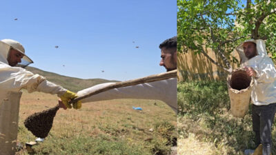 Siirt’in Pervari ilçesinde baharın gelişiyle birlikte karakovan balı üretim sezonu