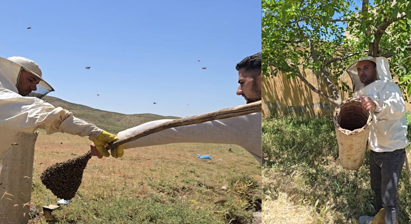 Pervari Yaylalarında Karakovan Sezonu Başladı! Geleneksel Yöntemlerle Saf Bal Üretimi Sürüyor Siirt’in Pervari ilçesinde baharın gelişiyle birlikte karakovan balı üretim sezonu