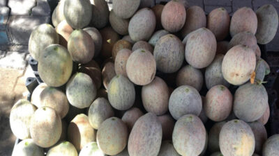 Siirt’in Eruh ilçesine bağlı birçok köyde bu yıl Şımmem Salıho