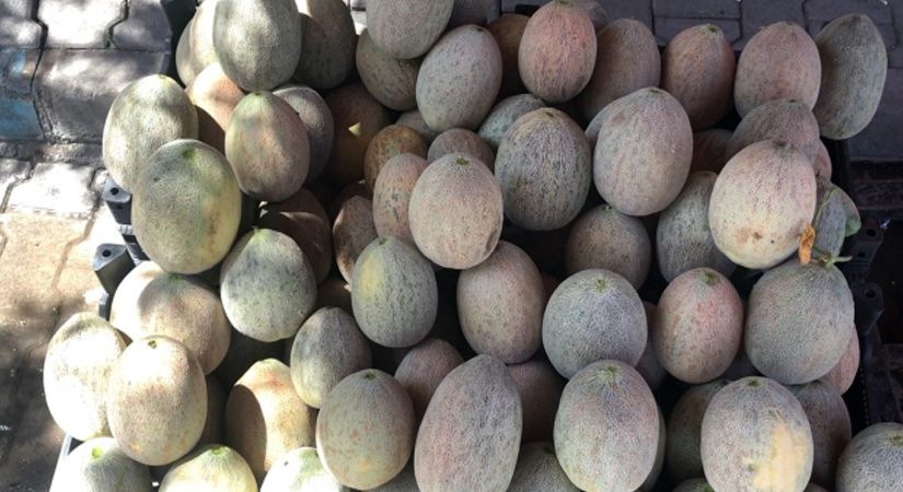 Siirt’in Eruh ilçesine bağlı birçok köyde bu yıl Şımmem Salıho