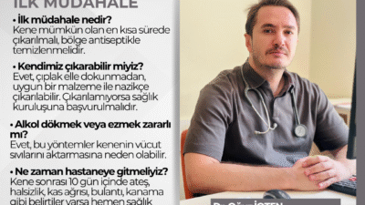 Yaz mevsimiyle birlikte kene vakalarında artış yaşanırken, uzmanlar doğru müdahalenin