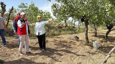 Siirt'in yeşil altını fıstıkta rekolte tespit çalışmaları başladı.
