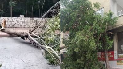 Siirt’te etkili olan şiddetli rüzgar, kentte günlük yaşamı olumsuz etkiledi.
