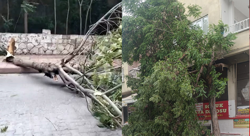 Siirt’te Şiddetli Rüzgar Hayatı Olumsuz Etkiledi! Ağaçlar Devrildi Siirt’te etkili olan şiddetli rüzgar, kentte günlük yaşamı olumsuz etkiledi.
