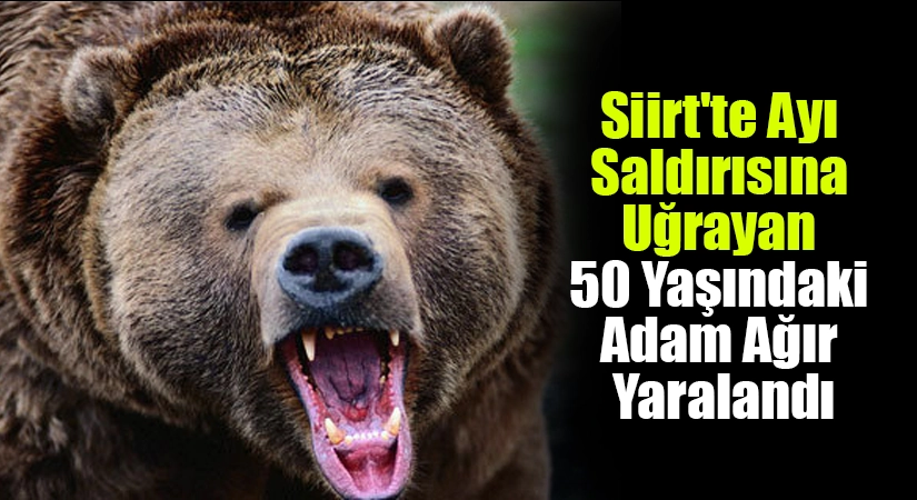 Siirt’te Ayı Saldırısına Uğrayan 50 Yaşındaki Adam Ağır Yaralandı Siirt’in Eruh ilçesine bağlı Okçular Köyü kırsalında meydana gelen ayı
