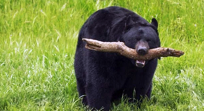 Siirt’te Ayı Dehşeti! Kolundan Yaralanan Adam Canını Zor Kurtardı Siirt’in Pervari ilçesine bağlı Çemikare Yaylası’nda bir kişi ayı saldırısına