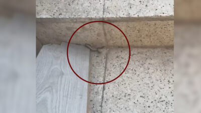 Siirt'te 40 dereceyi aşan sıcaklar sadece insanları değil, doğadaki canlıları