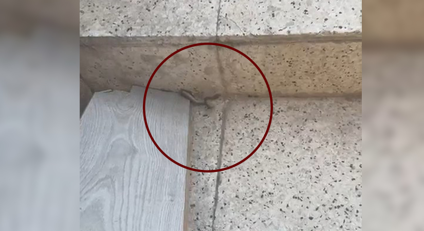 Siirt’te mahalle merdiveninde yılan paniği! Siirt'te 40 dereceyi aşan sıcaklar sadece insanları değil, doğadaki canlıları