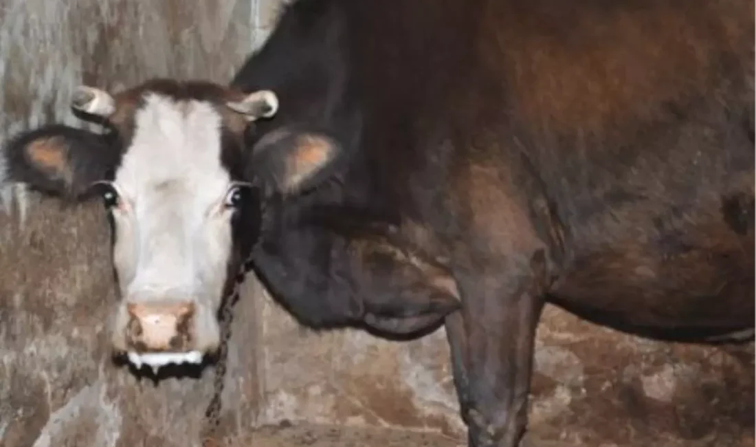 Siirt’te Bir İnekte Kuduz Şüphesi! Köyde Hayvan Hareketleri Kısıtlandı Siirt’in Kurtalan ilçesine bağlı Toytepe köyünde bir inekte kuduz şüphesi