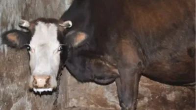 Siirt’in Kurtalan ilçesine bağlı Toytepe köyünde bir inekte kuduz şüphesi