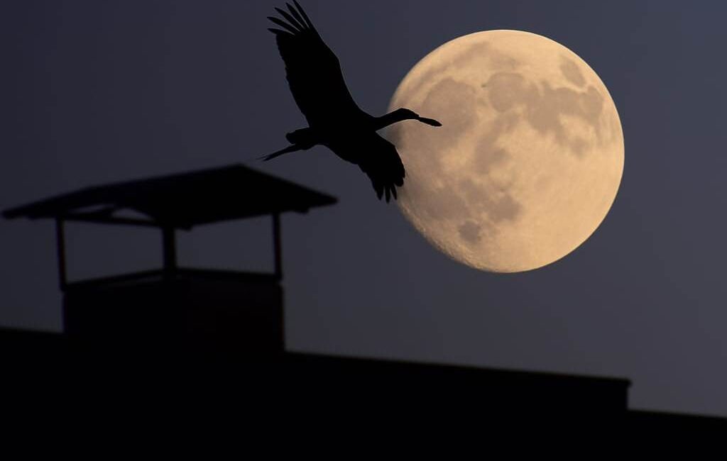 Siirtli Fotoğrafçının Objektifine Takılan Dolunay Işığında Göç Eden Leylek Görseli Dünya Çapında İlgi Gördü Siirt, geçtiğimiz akşam gökyüzünde eşsiz bir doğa olayı yaşadı. Fotoğrafçı