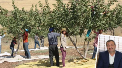 Siirt’in en önemli tarımsal ürünü olan fıstık, aşırı sıcaklar ve