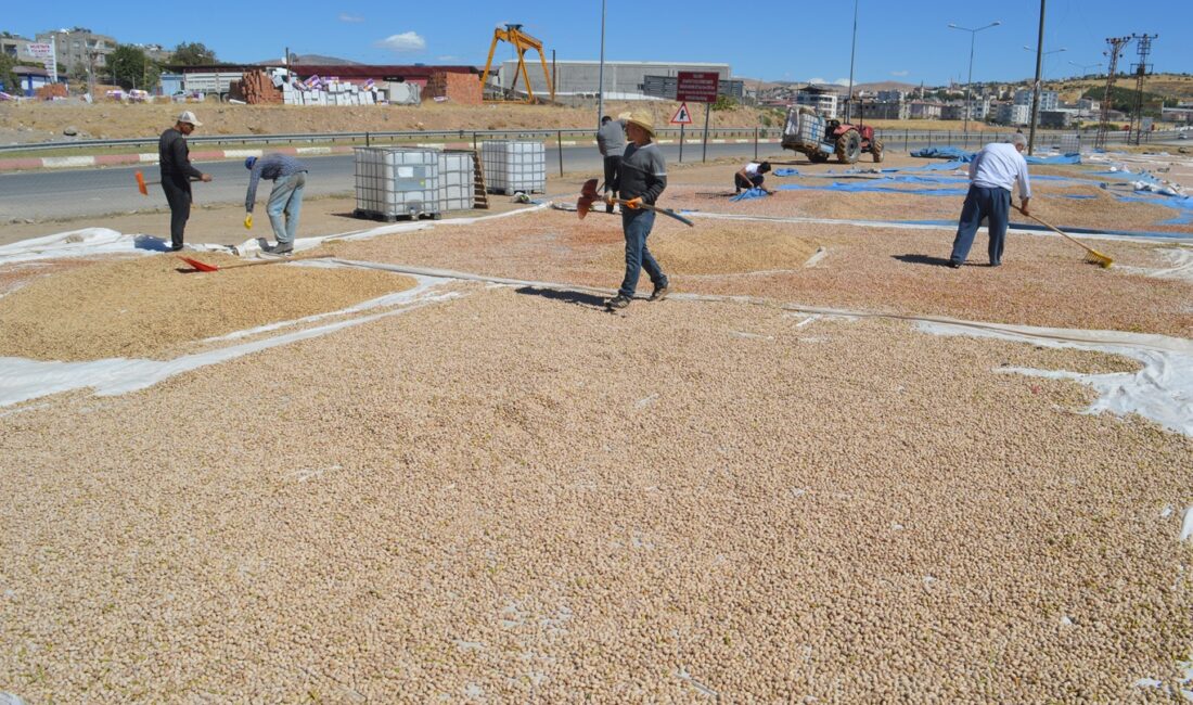 Fıstık üreticileri, kuraklık ve aşırı sıcaklar nedeniyle yaşanan verim kaybı