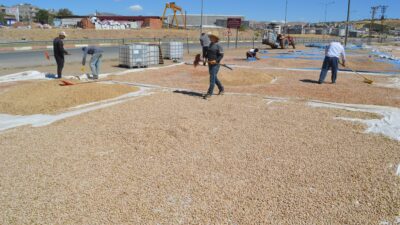 Fıstık Üreticileri Destek Bekliyor: Çiftçiler Mağdur Fıstık üreticileri, kuraklık ve aşırı sıcaklar nedeniyle yaşanan verim kaybı