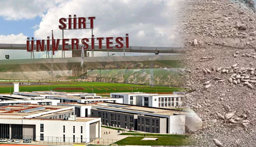 Siirt’te Botan çayında binlerce balık telef oldu. Bölgeden gelen görüntüler,