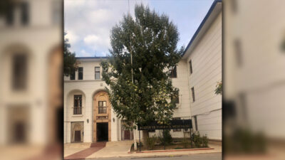 Siirt’te yalnızca bir tane bulunan pavlonya (Paulownia) ağacı, dünyanın en