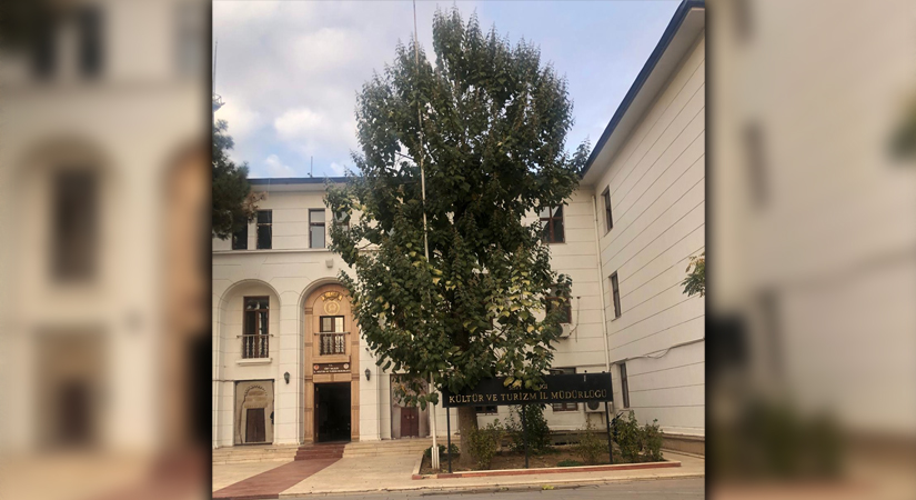 Siirt’te yalnızca bir tane bulunan pavlonya (Paulownia) ağacı, dünyanın en
