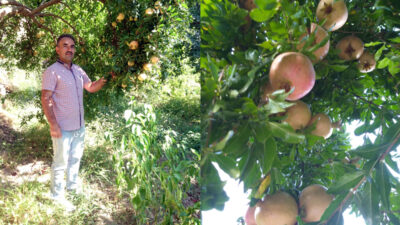 Siirt’in meşhur Zivzik narında hasat dönemi sona erdi, ancak üreticiler