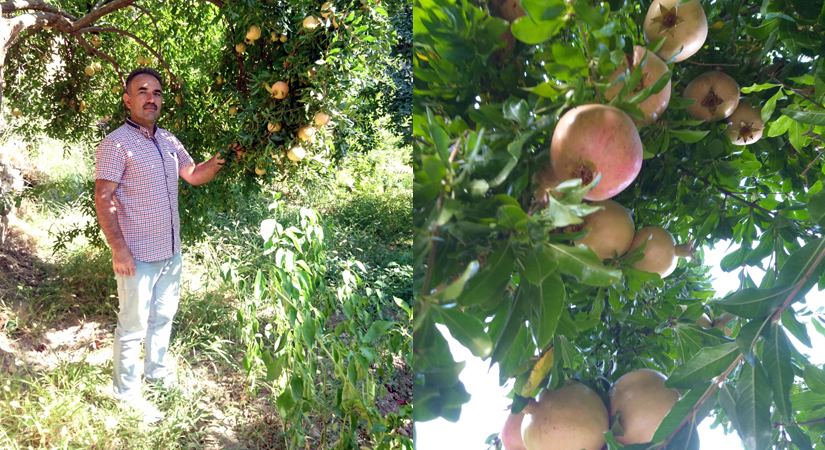 Siirtli Nar Üreticileri Zararda! Tarlada 20, Manavda 40 Lira Siirt’in meşhur Zivzik narında hasat dönemi sona erdi, ancak üreticiler