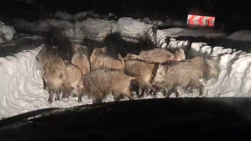 Siirt genelinde etkisini sürdüren yoğun kar yağışı hayatı olumsuz etkilemeye