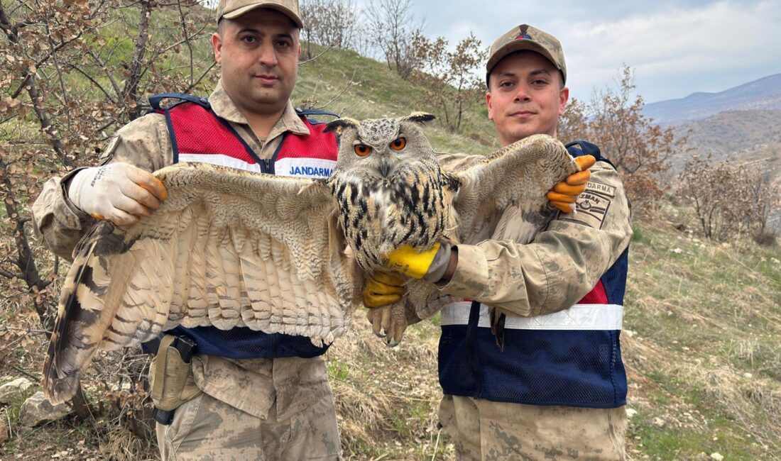 Siirt’in Eruh ilçesi kırsalında yaralı halde bulunan nesli tehlike altındaki