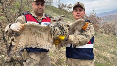 Siirt’in Eruh ilçesi kırsalında yaralı halde bulunan nesli tehlike altındaki