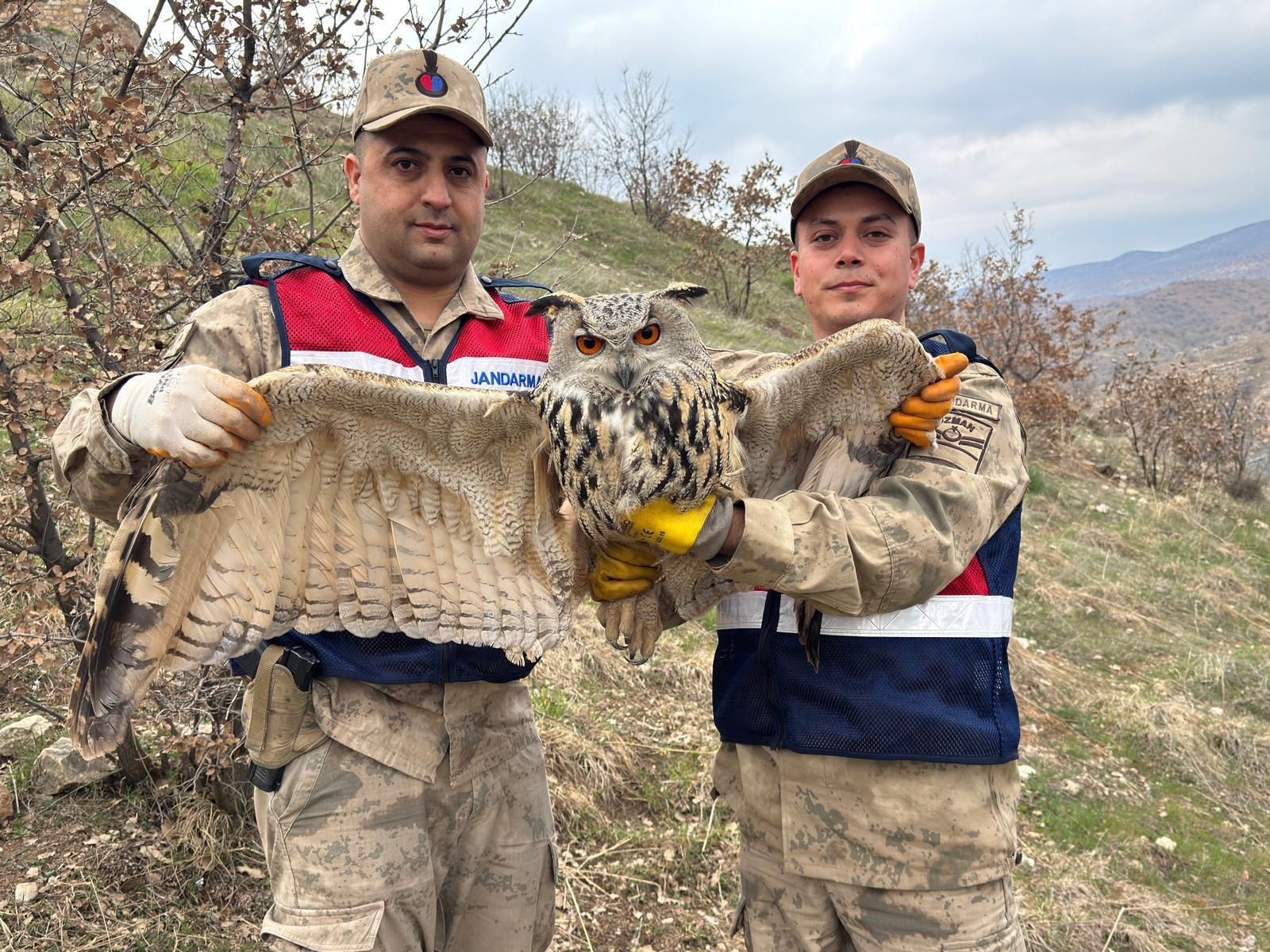Siirt’in Eruh ilçesi kırsalında yaralı halde bulunan nesli tehlike altındaki