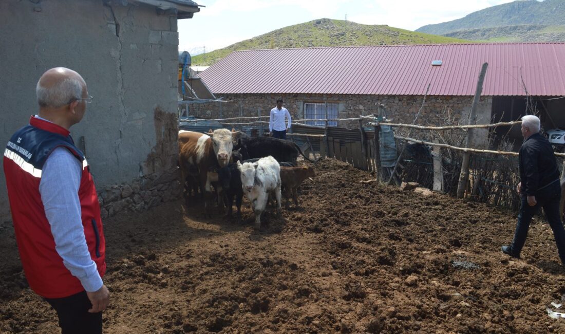 Siirt’te hayvancılığı geliştirmek amacıyla uygulanan devlet destekli Kırsalda Bereket Hayvancılığı