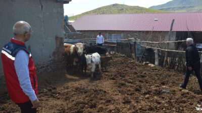 Siirt’te hayvancılığı geliştirmek amacıyla uygulanan devlet destekli Kırsalda Bereket Hayvancılığı