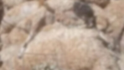 Siirt'te rögar kapağından sızan suyu içtikten sonra zehirlendiği iddia edilen