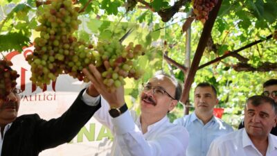 Siirt’in Şirvan ilçesine bağlı Pirinçli köyünde yetiştirilen Tayfi üzümünün hasadı,