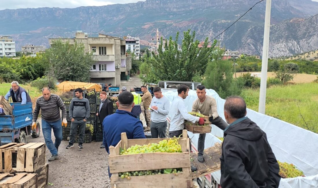 Siirt’te 350 ton üzüm için rest: Tüccara satmayıp sirke yapacaklar Siirt’in Şirvan ilçesine bağlı Pirinçli köyünde bu yıl yüksek verim