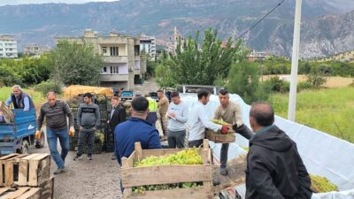 Siirt’in Şirvan ilçesine bağlı Pirinçli köyünde bu yıl yüksek verim