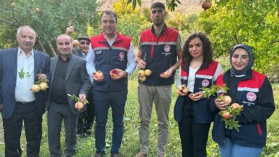 Pervari’nin Nar Suyu ve Şirvan’ın Kapılı köyünde nar hasadına başlandı.
