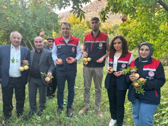 Pervari’nin Nar Suyu ve Şirvan’ın Kapılı köyünde nar hasadına başlandı.