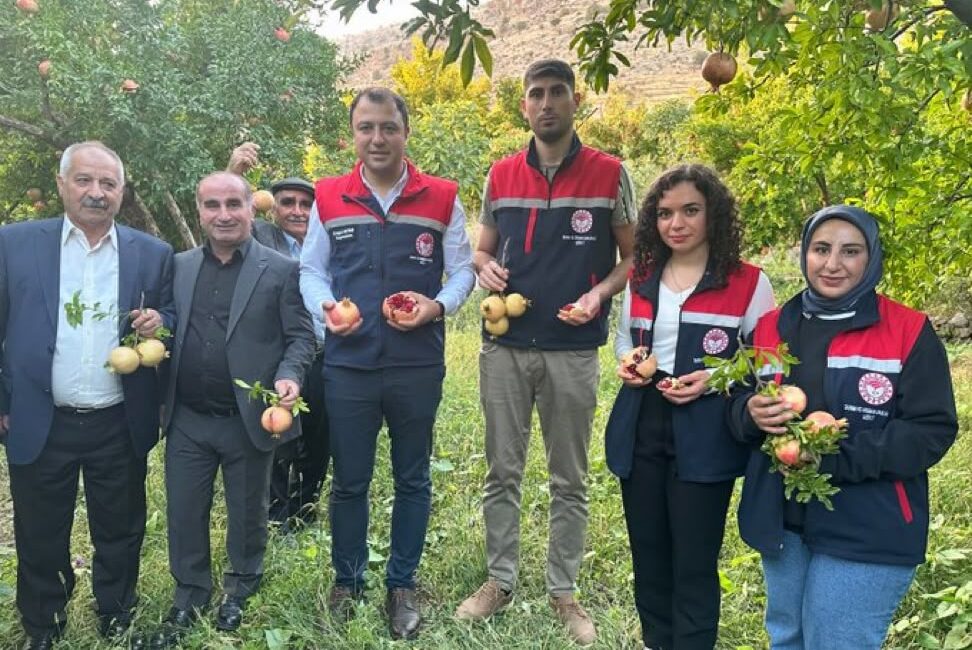 Siirt’in Meşhur Zivzik Narında Hasat Başladı: Pervari ve Şirvan’da Bereket Zamanı Pervari’nin Nar Suyu ve Şirvan’ın Kapılı köyünde nar hasadına başlandı.